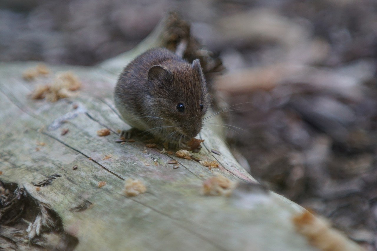 Comment se débarrasser des souris dans le jardin ?