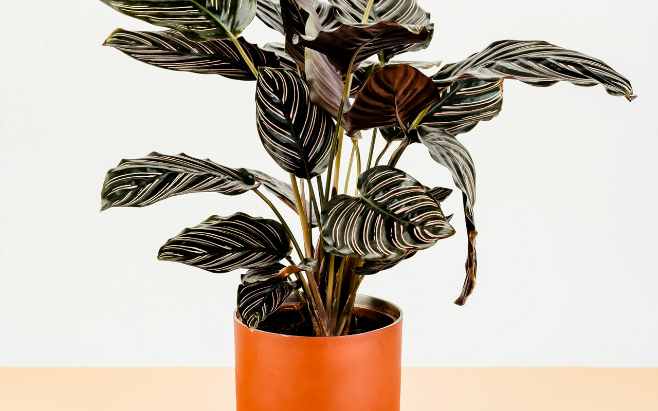 Calathea : que faire si les feuilles tombent ? Comment l’entretenir ?