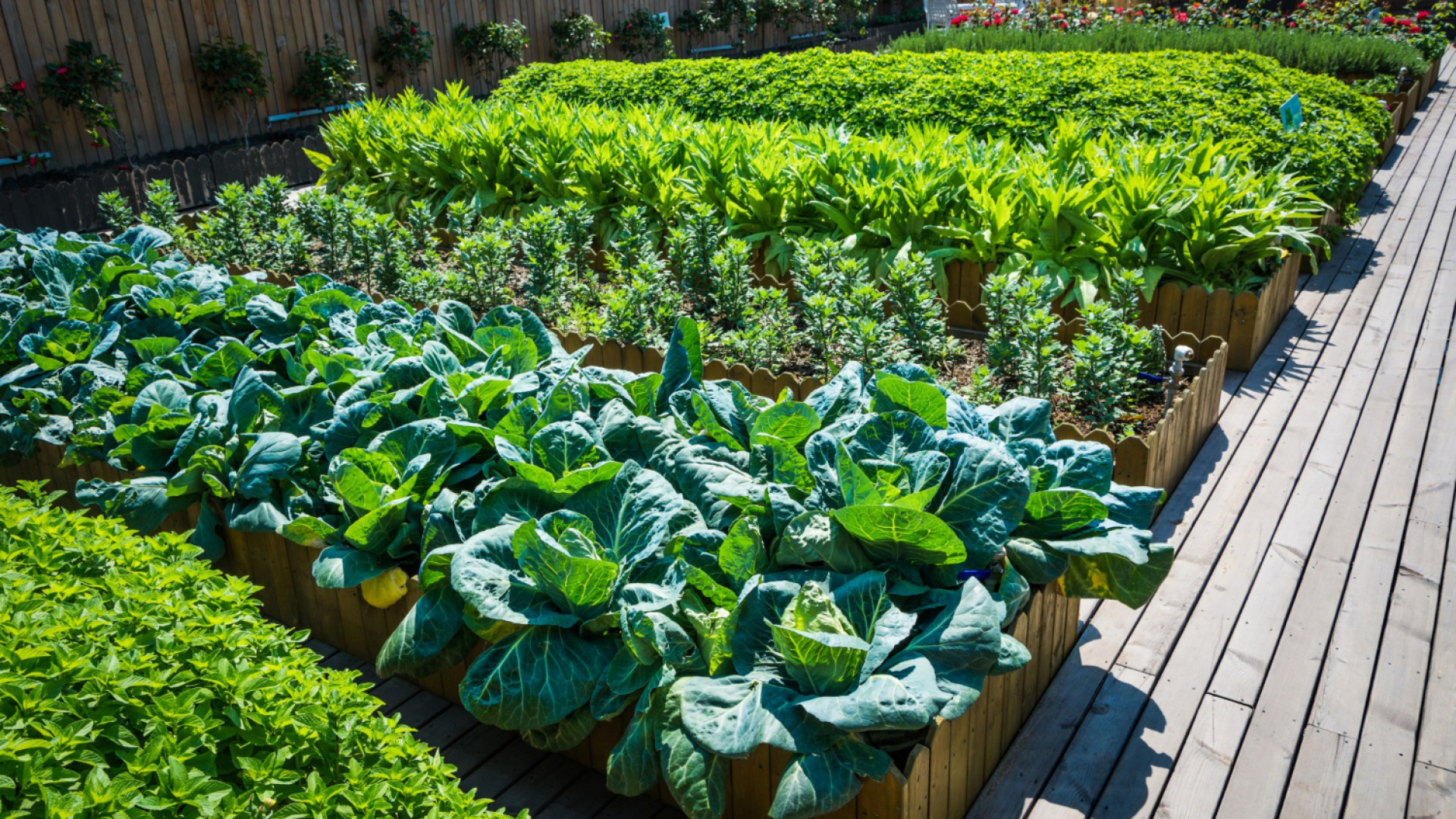 Comment créer un jardin potager chez soi ?