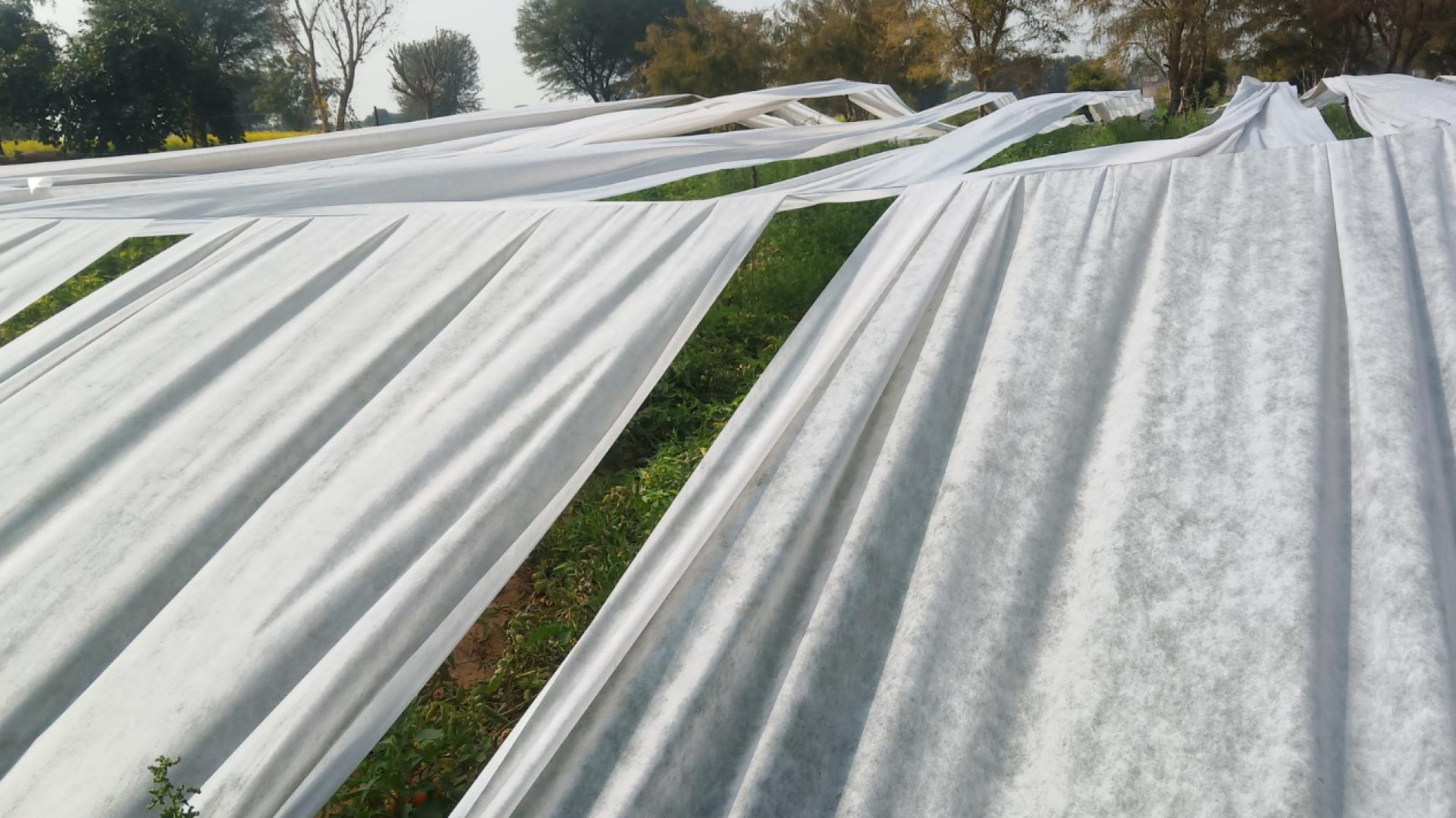 Voiles d'hivernage et voile de forçage : une protection essentielle pour vos cultures !